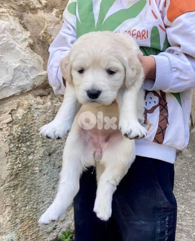Golden Retriever puppies Pure
