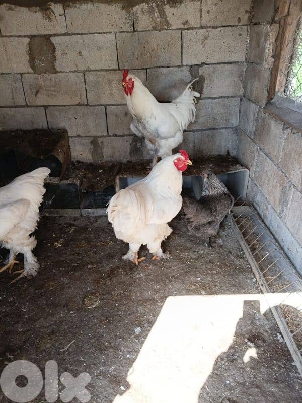 batloun chouf 70759983 1