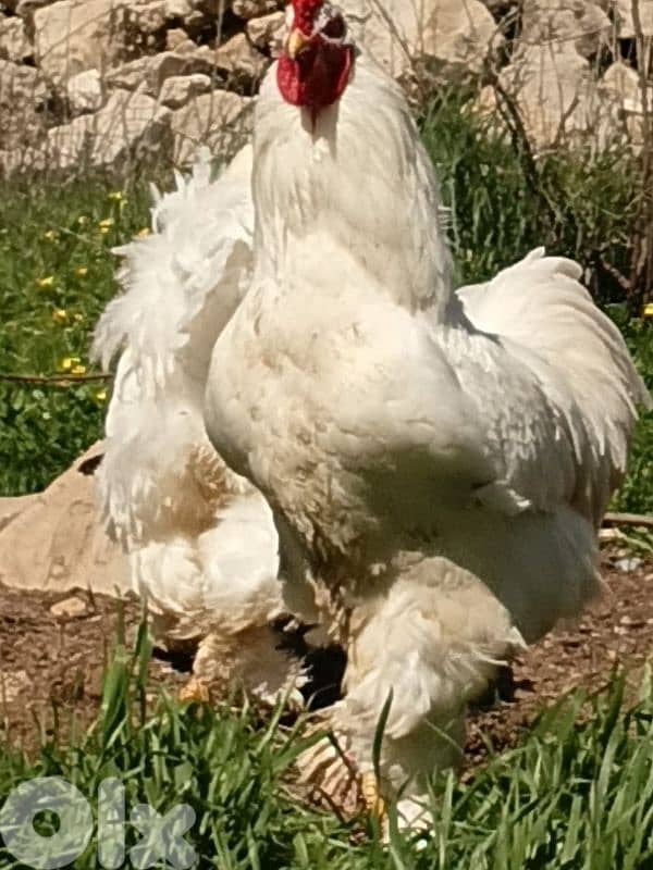 batloun chouf 70759983 2