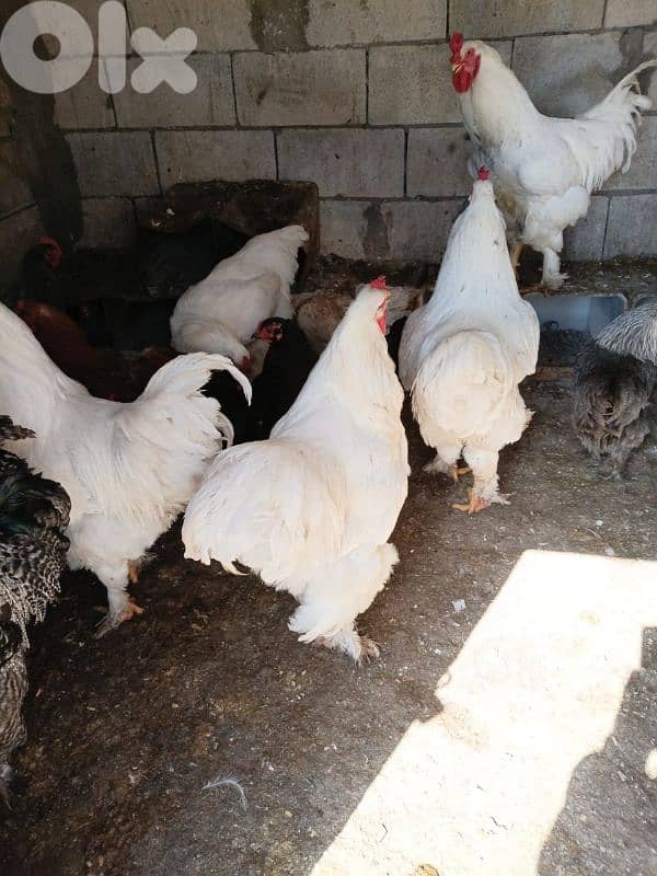 batloun chouf 70759983 3