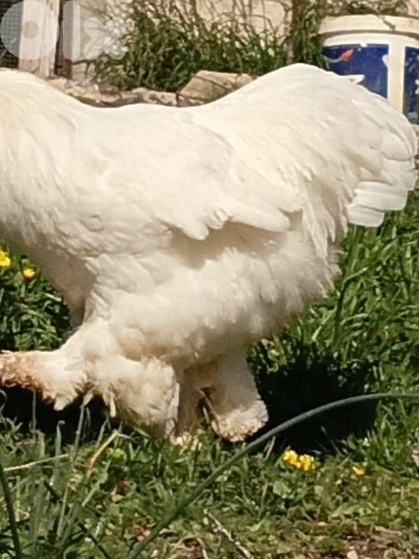 batloun chouf 70759983 4