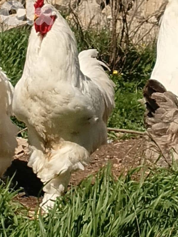 batloun chouf 70759983 5