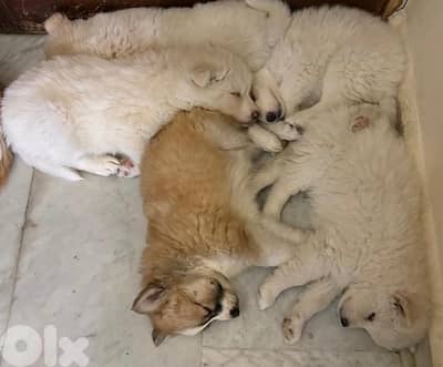 Pomeranian-husky Puppies Looking for a Loving Home