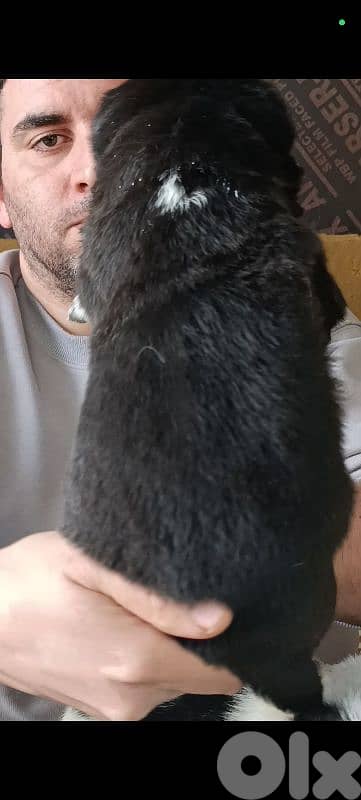 alabai giant size 10