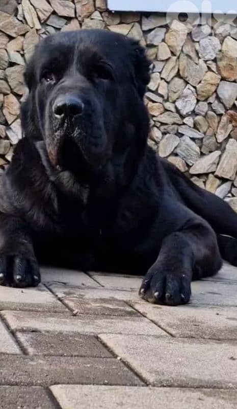 alabai giant size 11