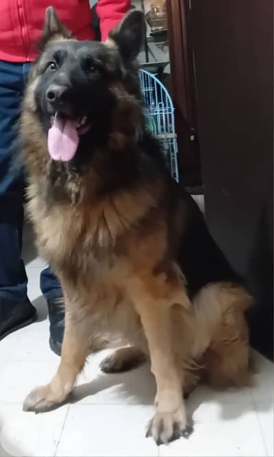 German Shepherd Dog Male