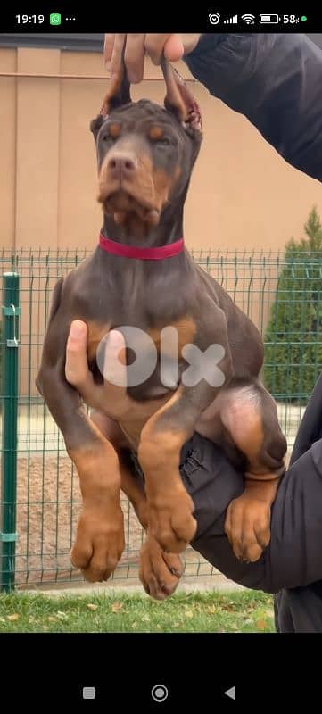 doberman europe 1