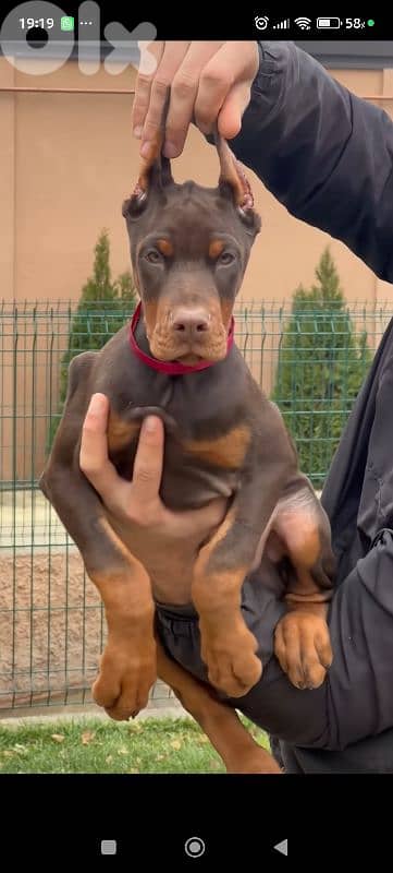 doberman europe 2