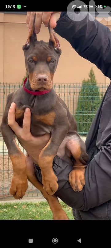 doberman europe 3
