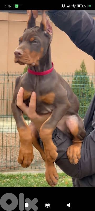 doberman europe 4