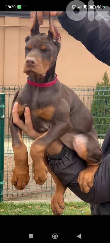 doberman europe 5