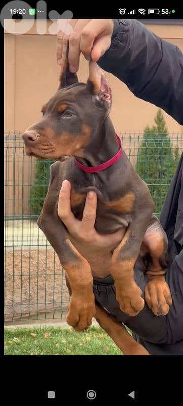 doberman europe 6