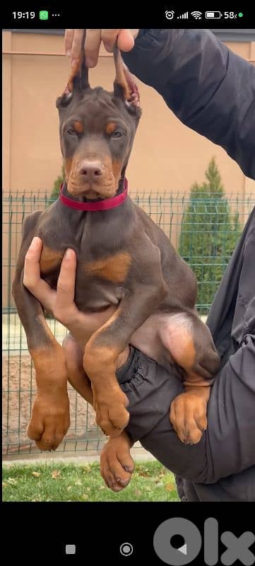 doberman europe 8