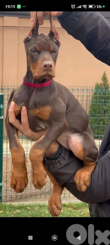 doberman europe 9