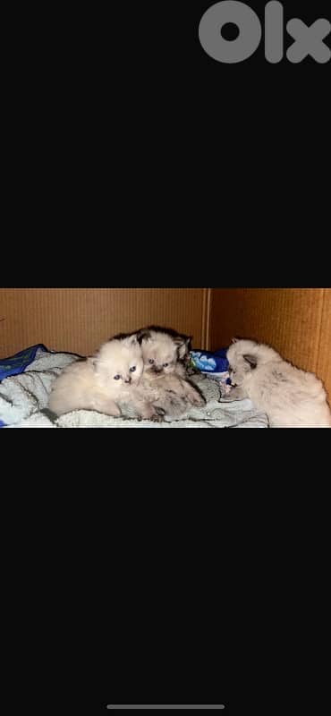 Premium himilayen picky face kittens Available for Reservation!!