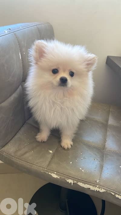pomeranian spitz