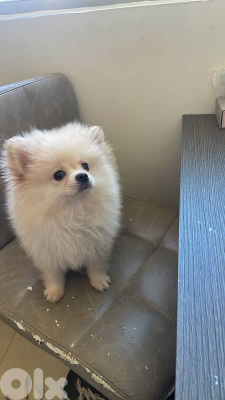 pomeranian spitz 1