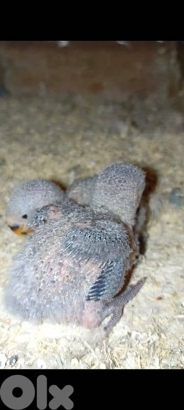 فرخين روز تزقيم الوان مميزة سعر لقطة