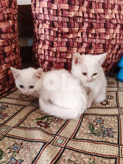 عين الرماني بيروت