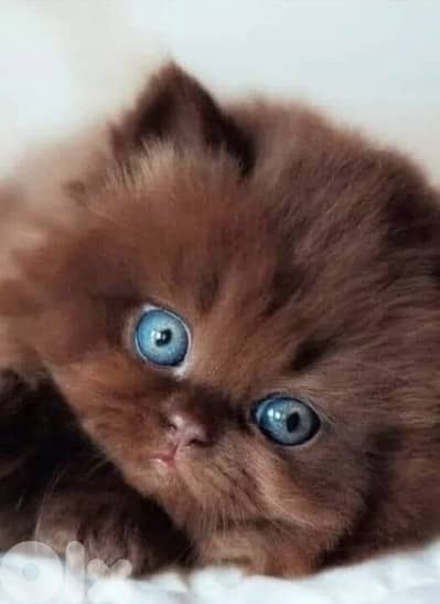 persian chocolate 70485808