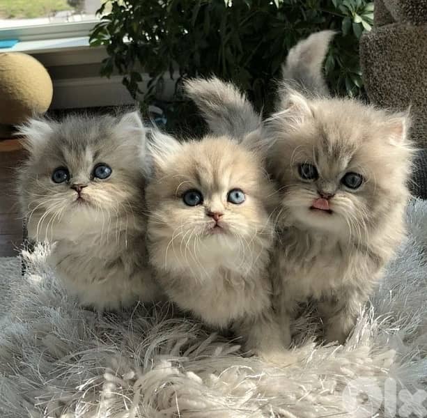 persian chocolate 70485808 1