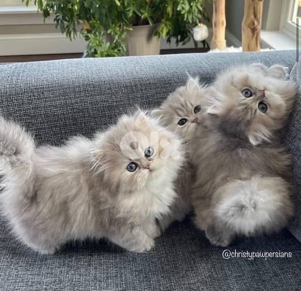 persian chocolate 70485808 2