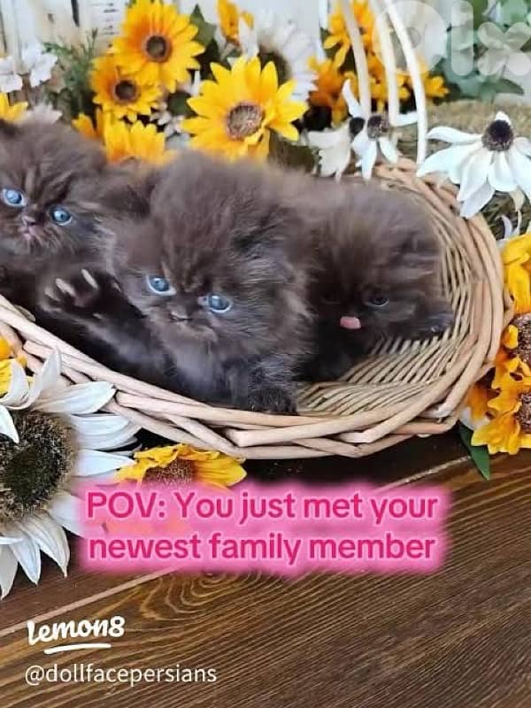 persian chocolate 70485808 4