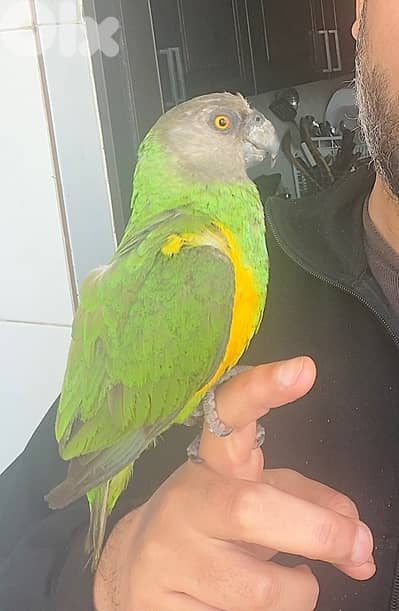 ببغاء سنيغالي اليف للبيع