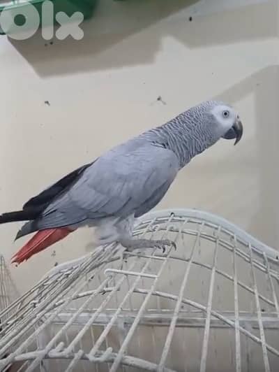 ببغاء كاسكو اليف للبيع