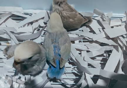 سبعه فراخ روز إخر تزقيم تربيه منزل