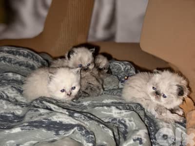 Premium himilayen picky face kittens Available for Reservation!!