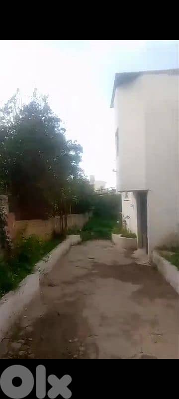 قناريت أول زيتا