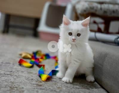 Giant Mainecoon Female Kitten