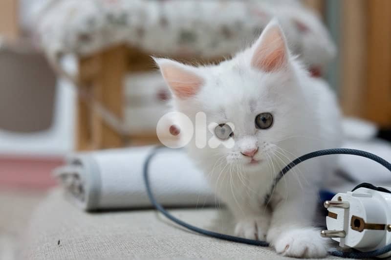 Giant Mainecoon Female Kitten 1