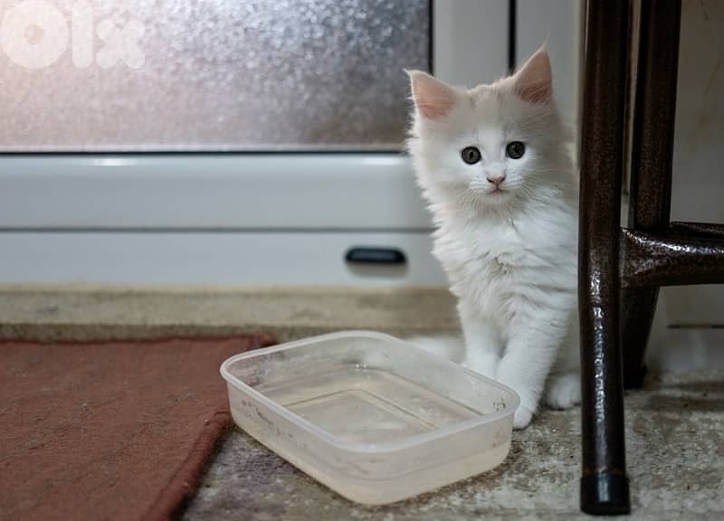 Giant Mainecoon Female Kitten 2