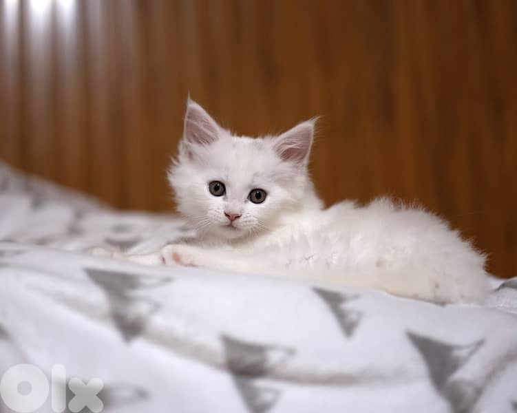 Giant Mainecoon Female Kitten 3