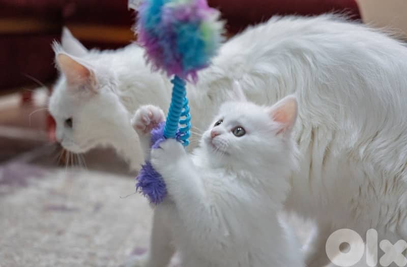 Giant Mainecoon Female Kitten 4