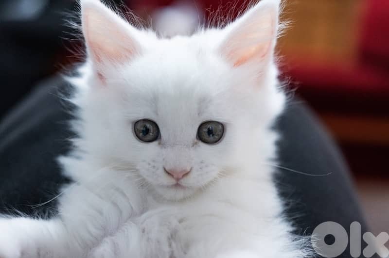 Giant Mainecoon Female Kitten 5