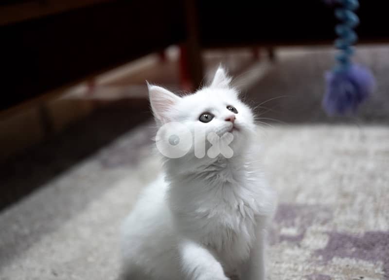 Giant Mainecoon Female Kitten 6