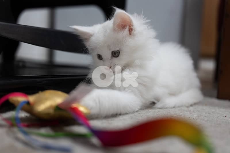 Giant Mainecoon Female Kitten 7