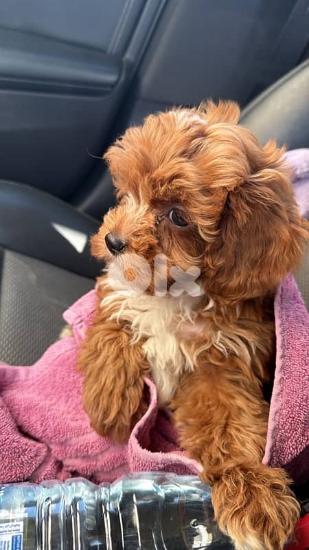 Cavapoo puppy / half poodle cavalier passport vaccinated & chip 1