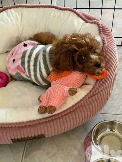 Cavapoo dog / half poodle half King Charles