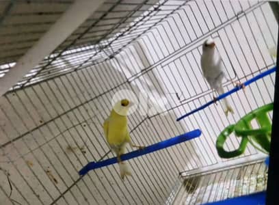 كوبرا  سكوتش