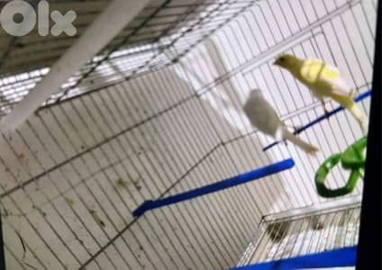 كوبرا  سكوتش