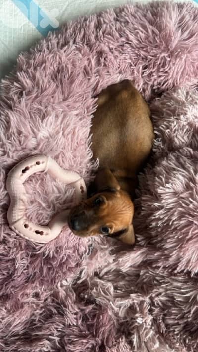 dachshund puppy