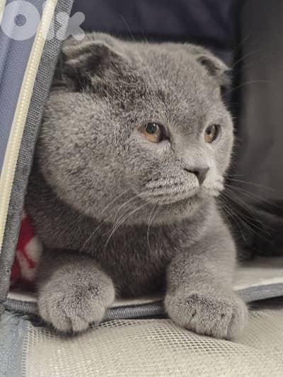 Scottish Fold kitty