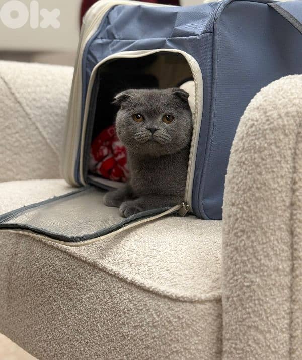 Scottish Fold kitty 1