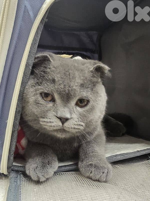 Scottish Fold kitty 2