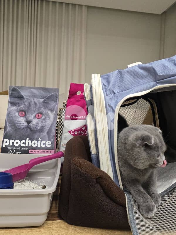 Scottish Fold kitty 3