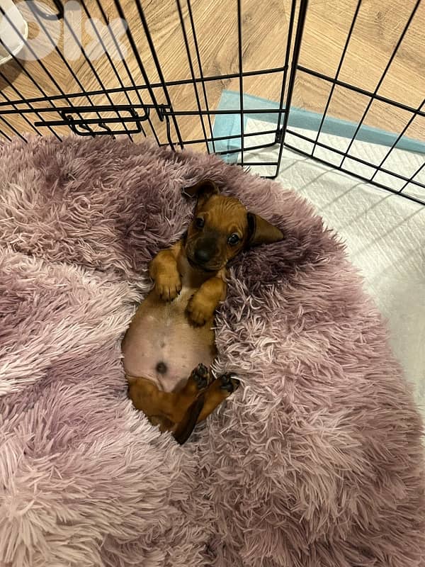 dachshund puppy 2
